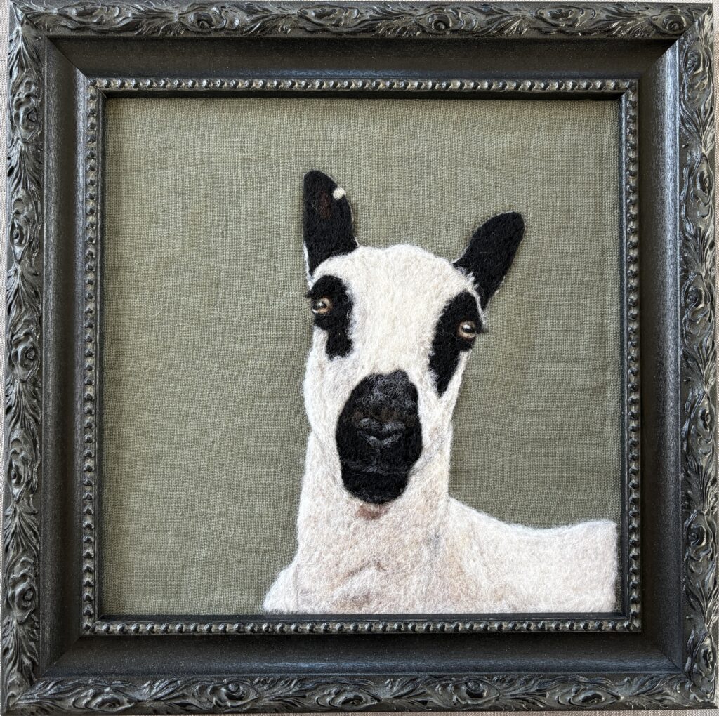 Kerry Hill Sheep